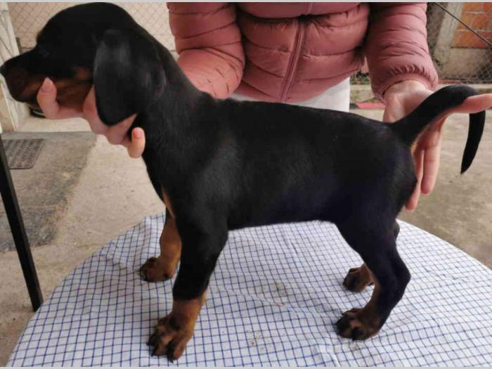doberman štenci besplatni mali oglasi