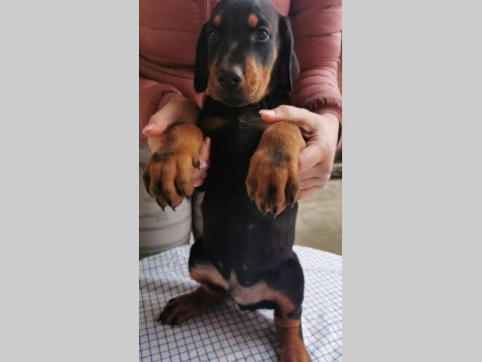 doberman štenci besplatni mali oglasi