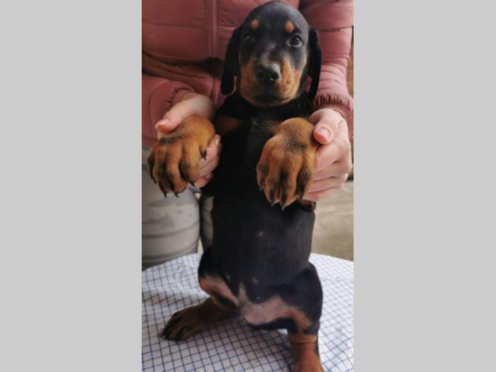 doberman štenci besplatni mali oglasi