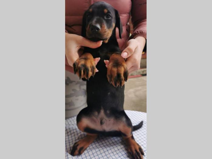 doberman štenci besplatni mali oglasi