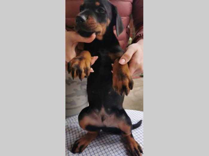 doberman štenci besplatni mali oglasi