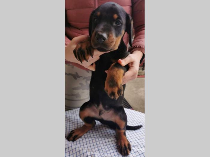 doberman štenci besplatni mali oglasi