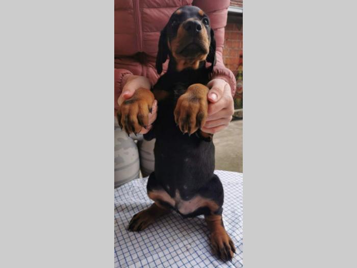doberman štenci besplatni mali oglasi