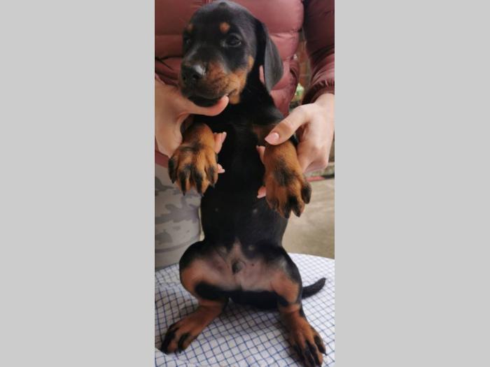doberman štenci besplatni mali oglasi