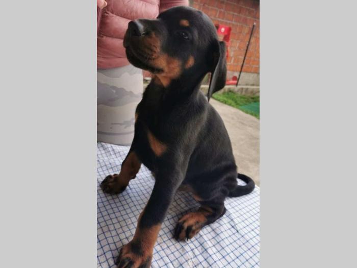 doberman štenci besplatni mali oglasi