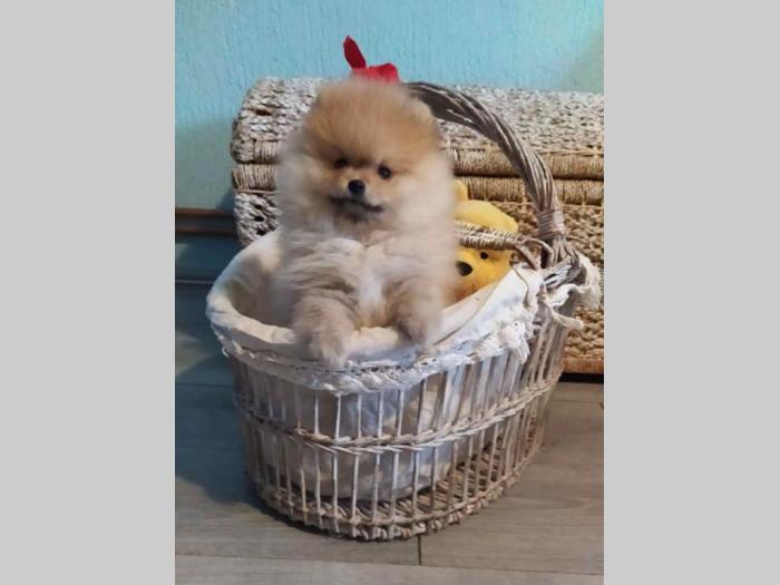 pomeranac štenci besplatni mali oglasi