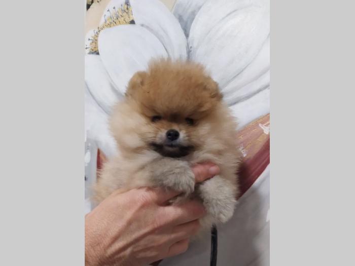 pomeranac štenci besplatni mali oglasi