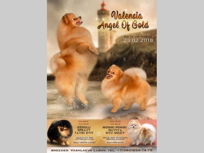 pomeranac štenci besplatni mali oglasi