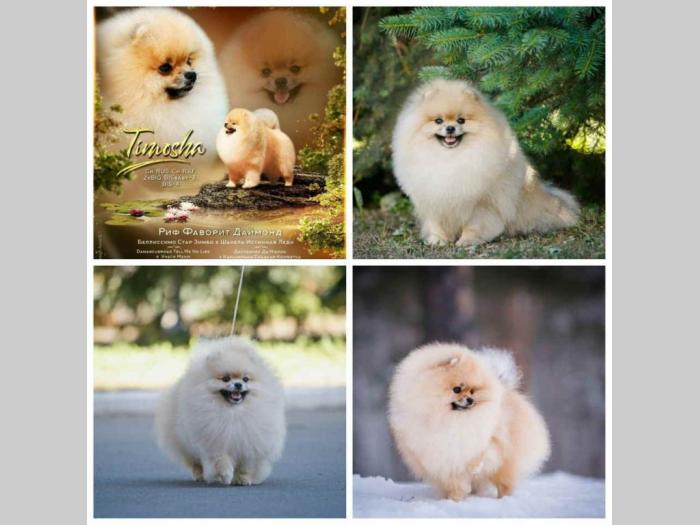 pomeranac štenci besplatni mali oglasi