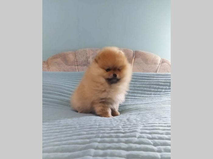 pomeranac štenci besplatni mali oglasi