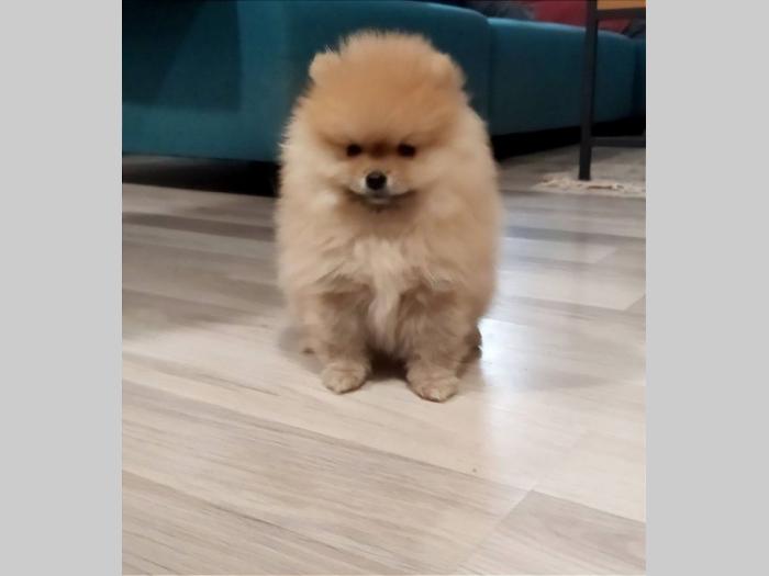 pomeranac štenci besplatni mali oglasi