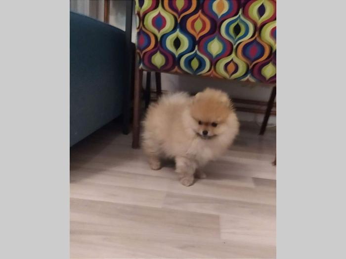 pomeranac štenci besplatni mali oglasi