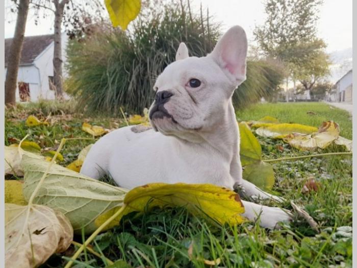 francuski buldog štenci besplatni mali oglasi
