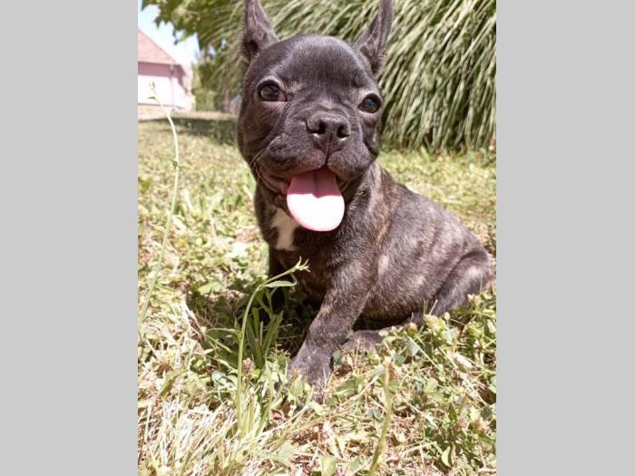 francuski buldog štenci besplatni mali oglasi
