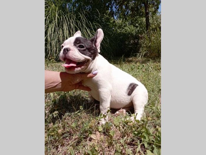 francuski buldog štenci besplatni mali oglasi