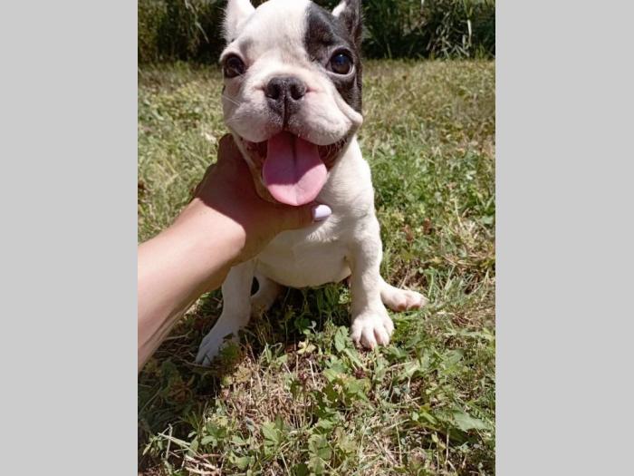 francuski buldog štenci besplatni mali oglasi