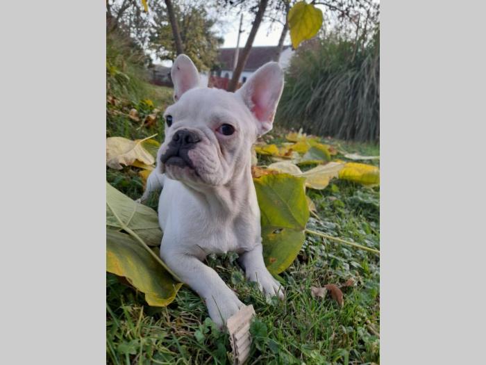 francuski buldog štenci besplatni mali oglasi