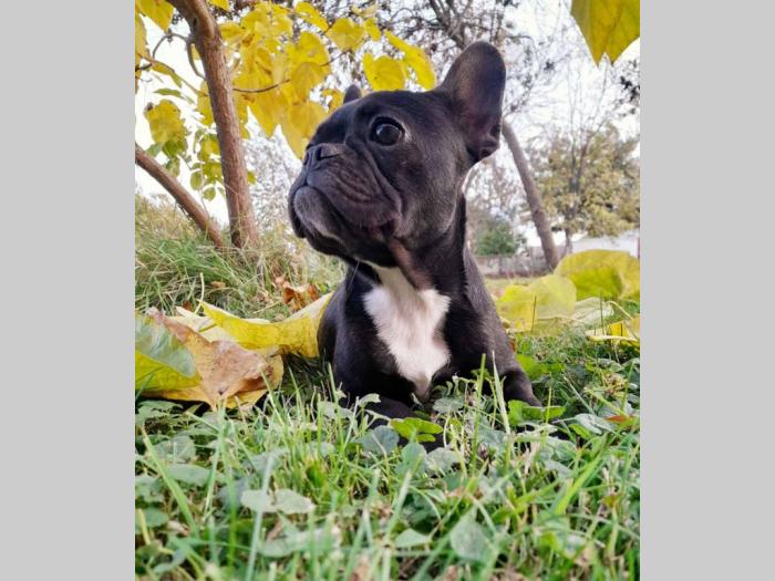 francuski buldog štenci besplatni mali oglasi