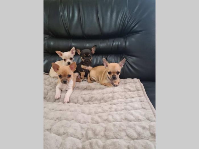 mikro čivave štene besplatni mali oglasi