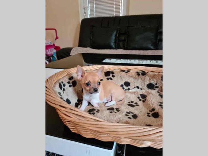 mikro čivave štene besplatni mali oglasi