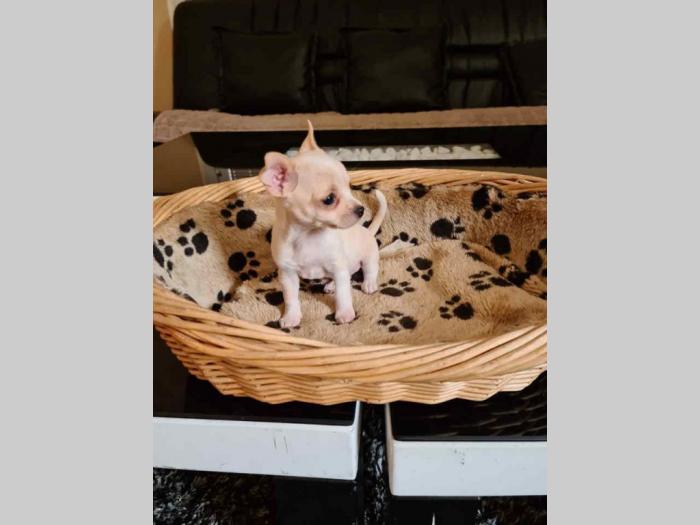 mikro čivave štene besplatni mali oglasi