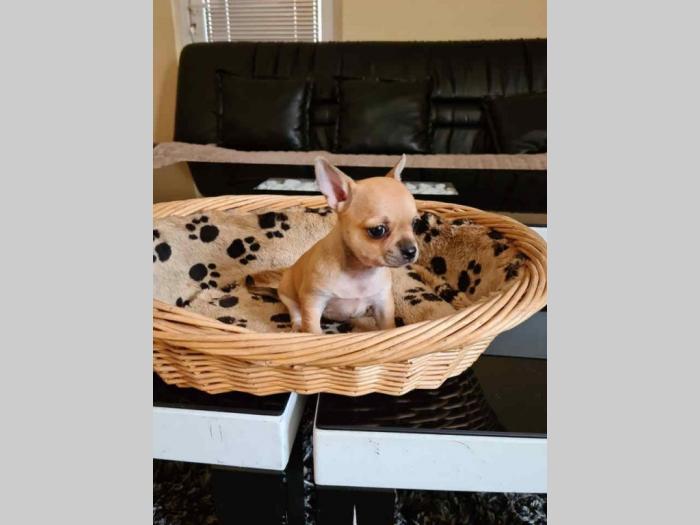 mikro čivave štene besplatni mali oglasi