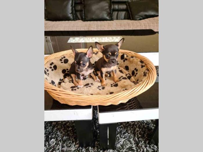 mikro čivave štene besplatni mali oglasi