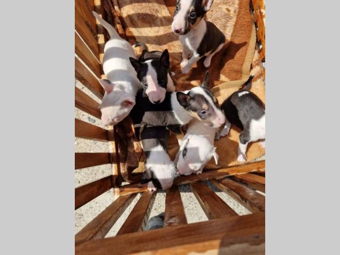 mini bull terijer besplatni mali oglasi