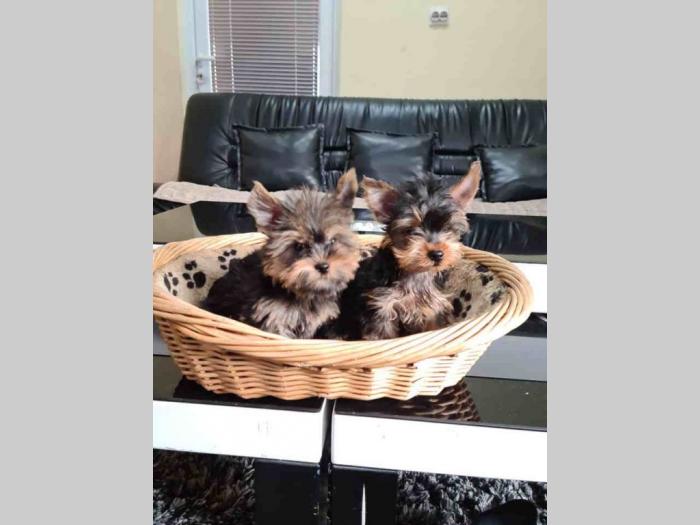 mini jorkšorski terijeri štenci besplatni mali oglasi