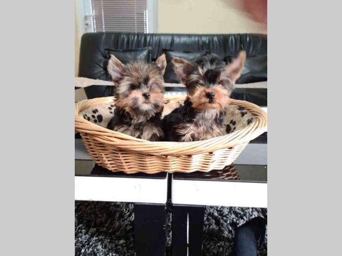 mini jorkšorski terijeri štenci besplatni mali oglasi