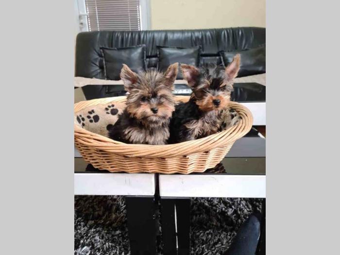 mini jorkšorski terijeri štenci besplatni mali oglasi