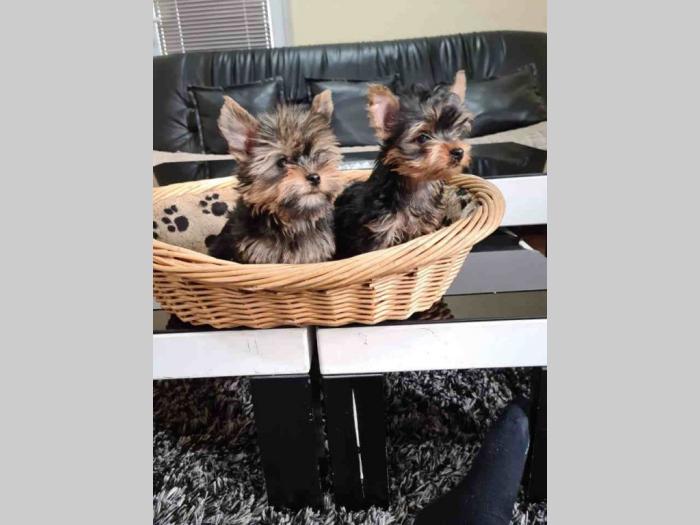 mini jorkšorski terijeri štenci besplatni mali oglasi