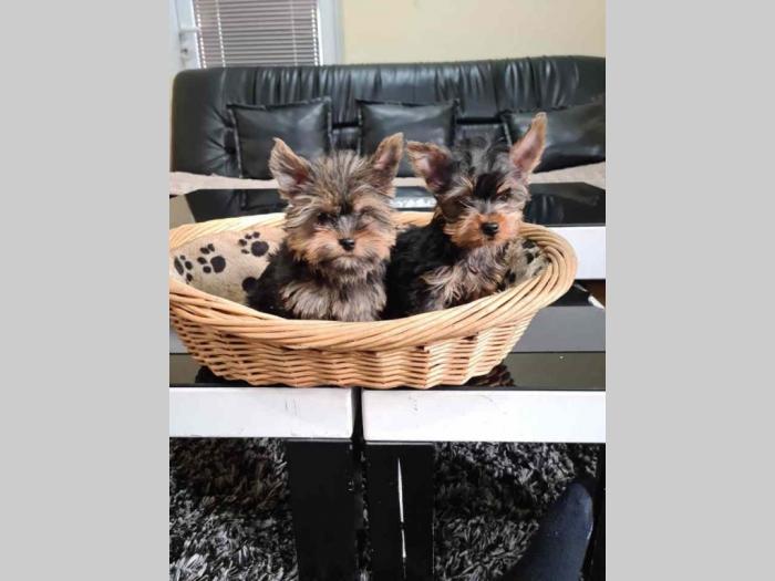 mini jorkšorski terijeri štenci besplatni mali oglasi