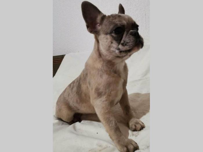 francuski buldog štenci besplatni mali oglasi