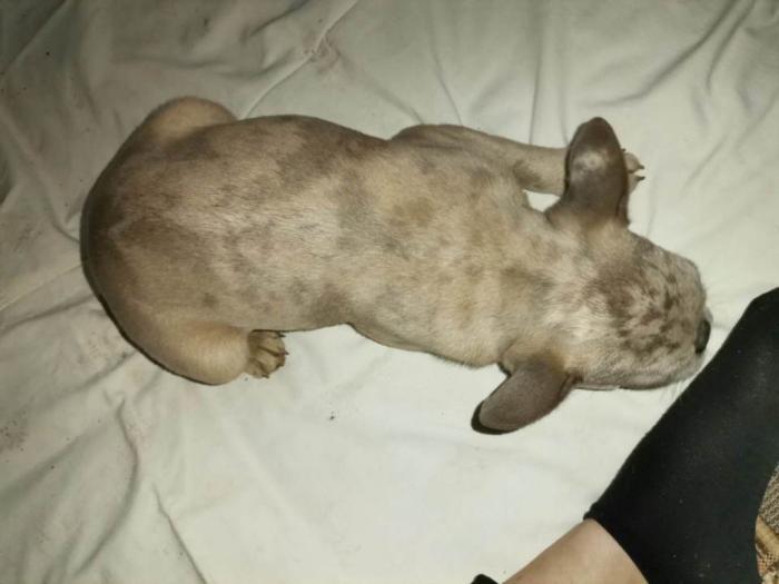 francuski buldog štenci besplatni mali oglasi