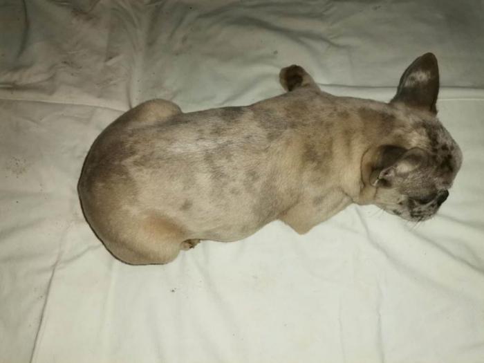 francuski buldog štenci besplatni mali oglasi