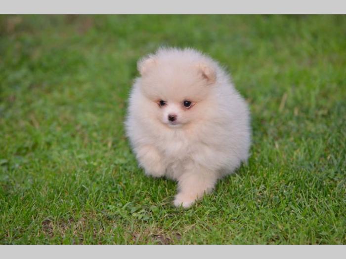 pomerananski špic štenci besplatni mali oglasi