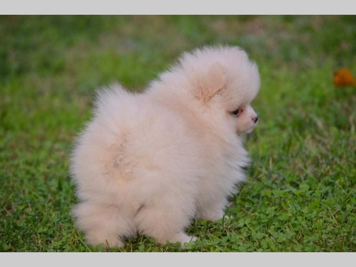 pomerananski špic štenci besplatni mali oglasi