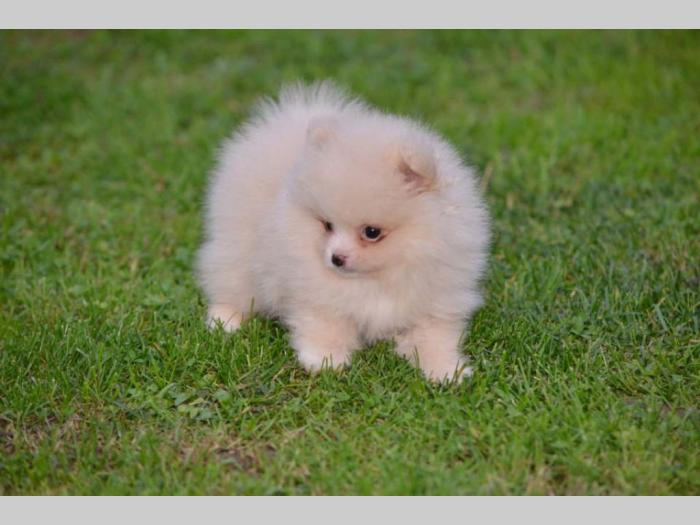 pomerananski špic štenci besplatni mali oglasi