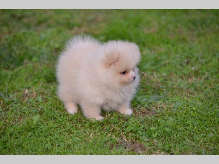 pomerananski špic štenci besplatni mali oglasi