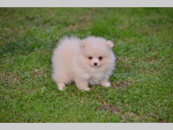 pomerananski špic štenci besplatni mali oglasi