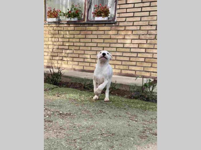 dogo argentino štenci besplatni mali oglasi