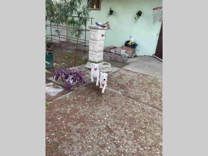 dogo argentino štenci besplatni mali oglasi