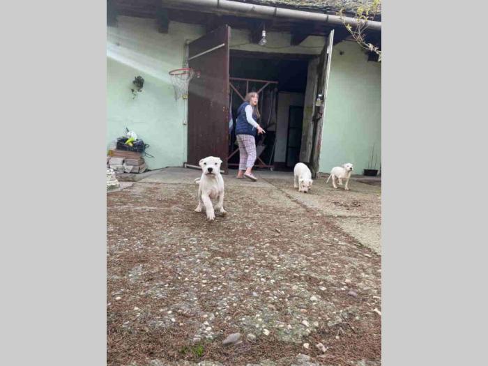 dogo argentino štenci besplatni mali oglasi