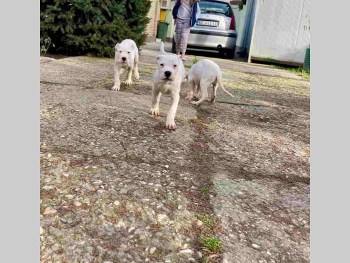 dogo argentino štenci besplatni mali oglasi