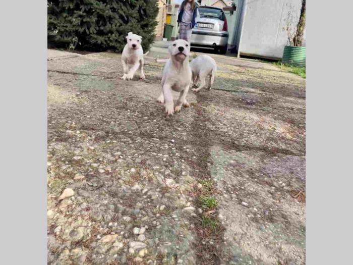 dogo argentino štenci besplatni mali oglasi