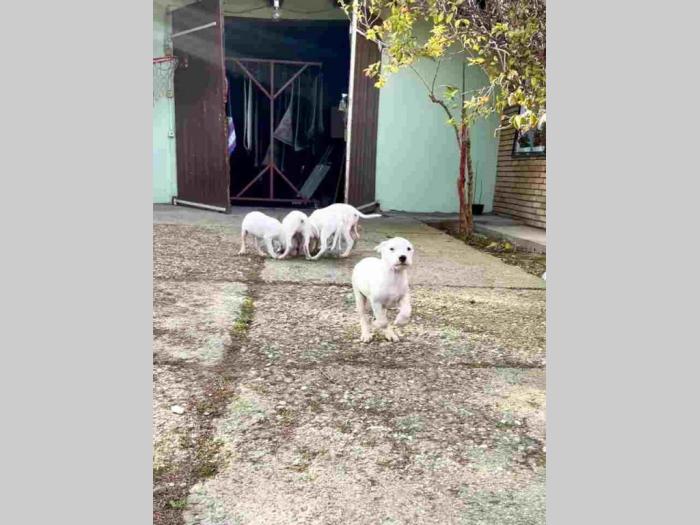 dogo argentino štenci besplatni mali oglasi