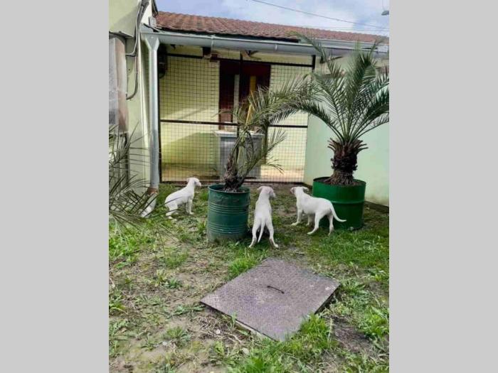 dogo argentino štenci besplatni mali oglasi