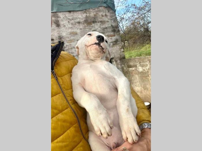 dogo argentino štenci besplatni mali oglasi