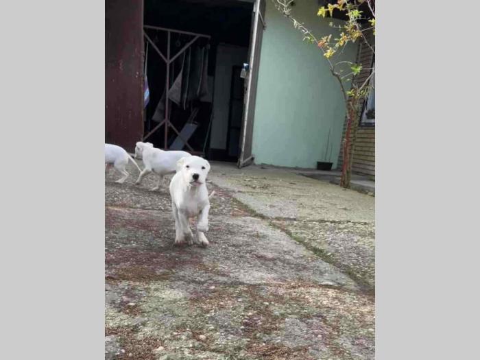 dogo argentino štenci besplatni mali oglasi